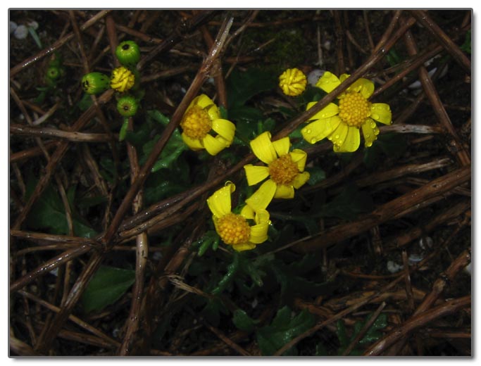 Senecio leucanthemifolius